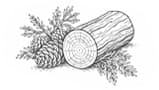 Cedarwood