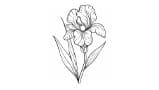 Orris
