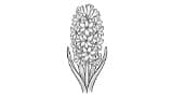 Hyacinth