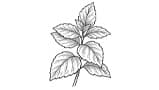 Patchouli