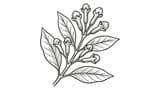Cloves