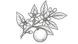 Orange Blossom