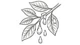 Elemi