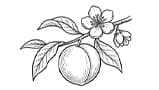 Peach