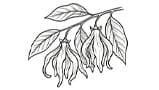 Ylang Ylang