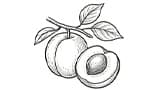 Apricot