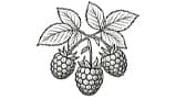 Raspberry