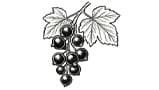 Blackcurrant