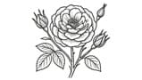 Turkish Rose