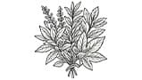 Herbal Notes