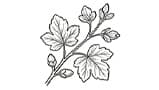 Currant Buds