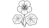 Nasturtium Geranium