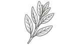 Sage