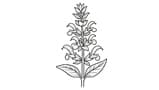 Clary Sage