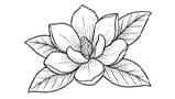 Magnolia