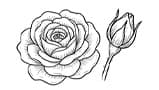 Damascenia Rose