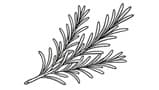 Rosemary