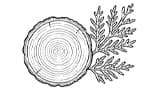 Virginia Cedar