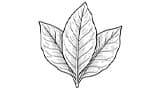 Tobacco