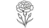 Carnation
