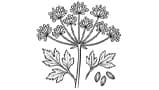 Celery Seeds