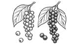 Black and Pink Pepper