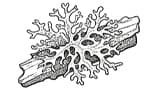 Oakmoss