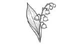 Muguet