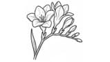 Freesia