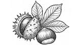 Chestnut