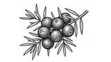 Juniper