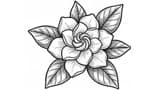 Gardenia