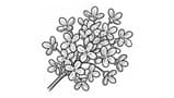 Osmanthus