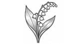 Lily of the Valley