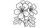 Egypt Geranium