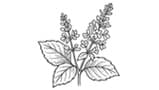 Patchouly Blossoms