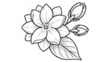 Jasmin Sambac