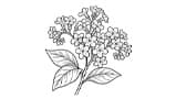 Heliotrope