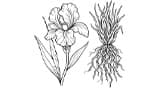 Orris Vetiver