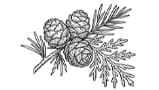 Virginian Cedarwood