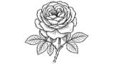 Rose Damascenia